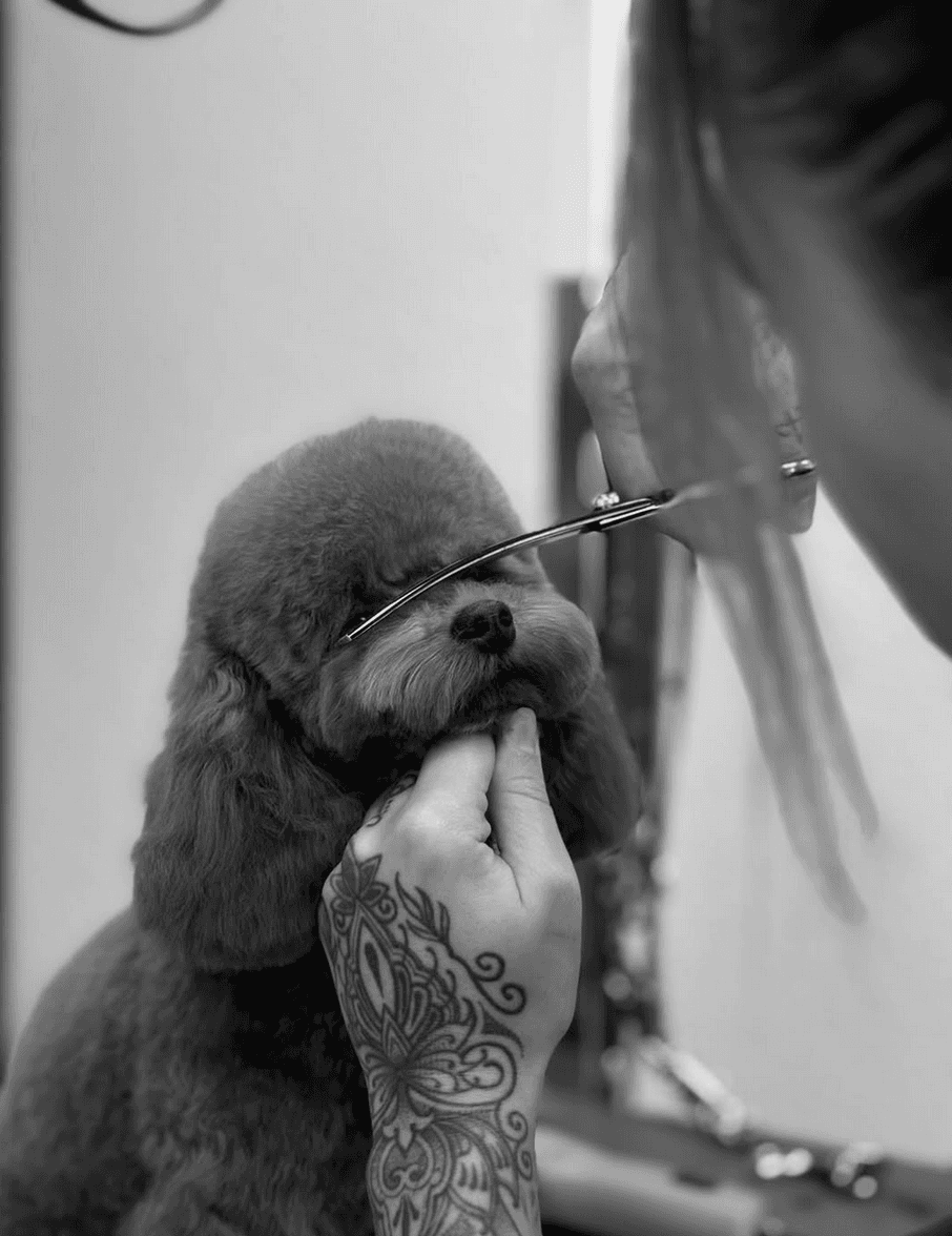 Professionell gestylter Hund